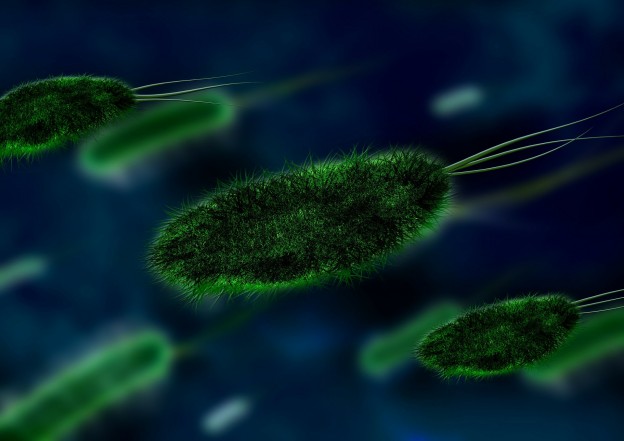 Bacteria in Dirty Carpets
